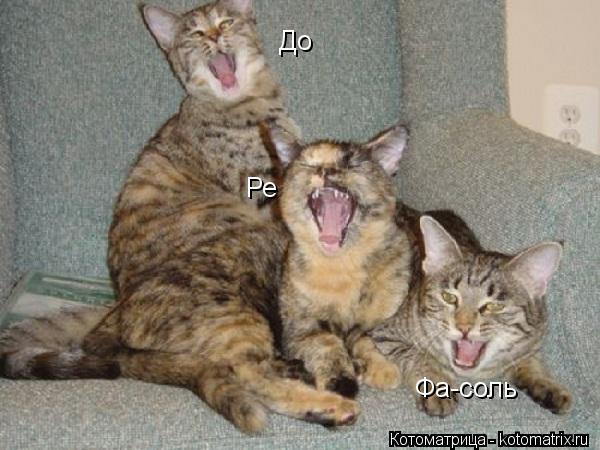 До Ре Фа-соль... Котоматрица: До Ре Фа-соль