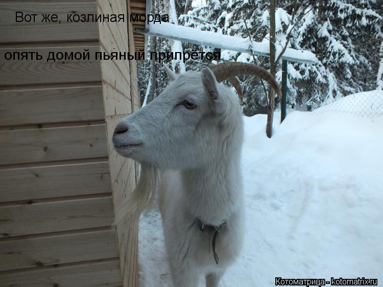 Вот же, козлиная морда опять домой пьяный припрётся... Котоматрица: Вот же, козлиная морда опять домой пьяный припрётся