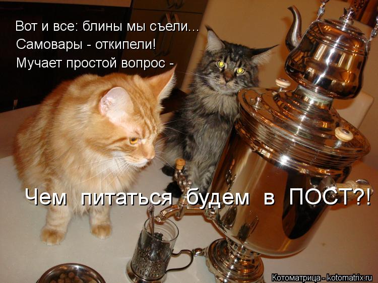 Котоматрица: Самовары - откипели! Вот и все: блины мы съели... Мучает простой вопрос - Чем  питаться  будем  в  ПОСТ?!