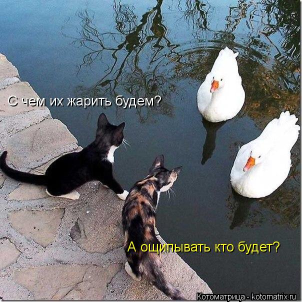 С чем их жарить будем? А ощипывать кто будет?... Котоматрица: С чем их жарить будем? А ощипывать кто будет?