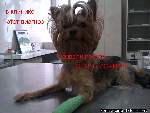 Котоматрица: в клинике  этот диагноз  ОПЯТЬ ЙОРИК!!! назвали просто-