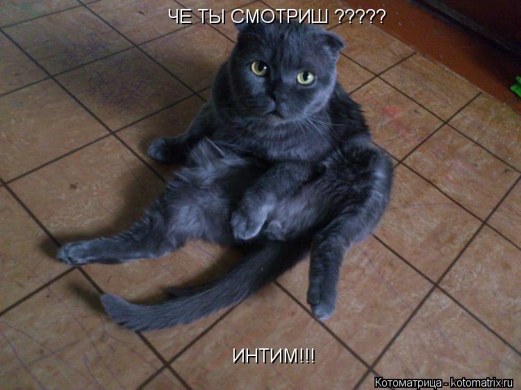 Котоматрица: ЧЕ ТЫ СМОТРИШ ????? ИНТИМ!!!
