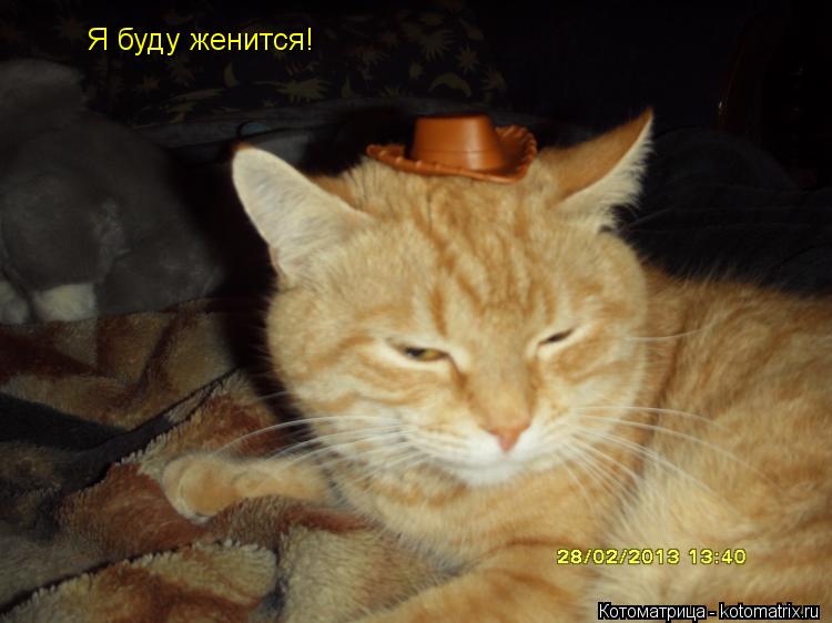Котоматрица: Я буду женится!