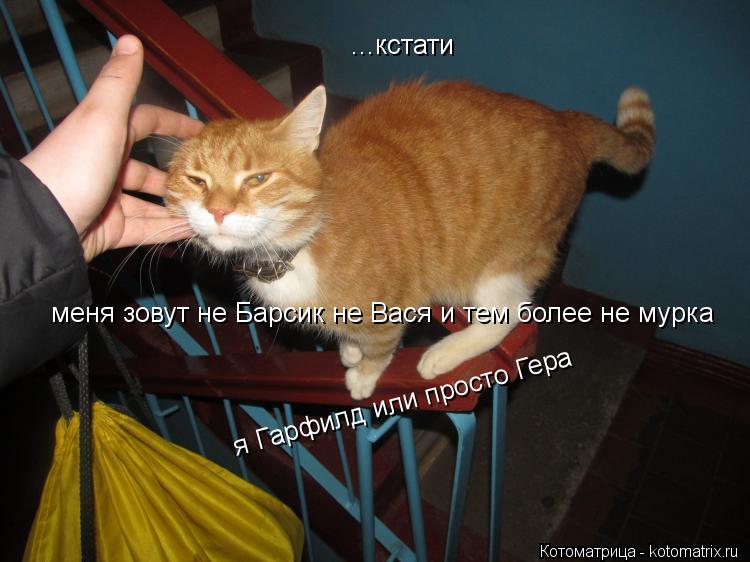 Котоматрица: ...кстати меня зовут не Барсик не Вася и тем более не мурка я Гарфилд или просто Гера