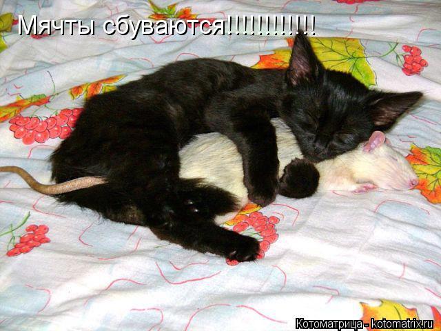 Котоматрица: Мячты сбуваются!!!!!!!!!!!!