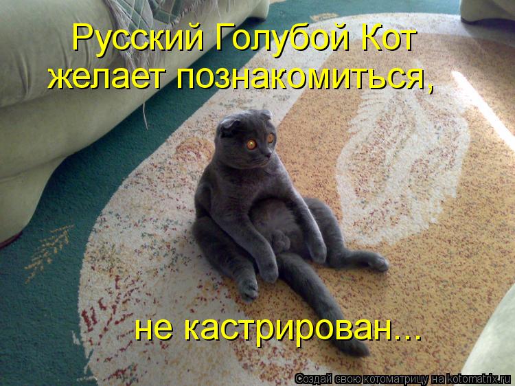 Русский Голубой Кот желает познакомиться, не кастрирован...... Котоматрица: Русский Голубой Кот желает познакомиться, не кастрирован...