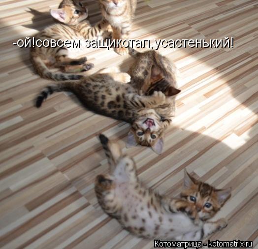 Котоматрица: -ой!совсем защикотал,усастенький!