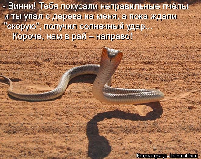 Котоматрица: - Винни! Тебя покусали неправильные пчёлы и ты упал с дерева на меня, а пока ждали "скорую", получил солнечный удар... Короче, нам в рай – напра