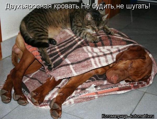 Котоматрица: Двухъяросная кровать.Не будить,не шугать!