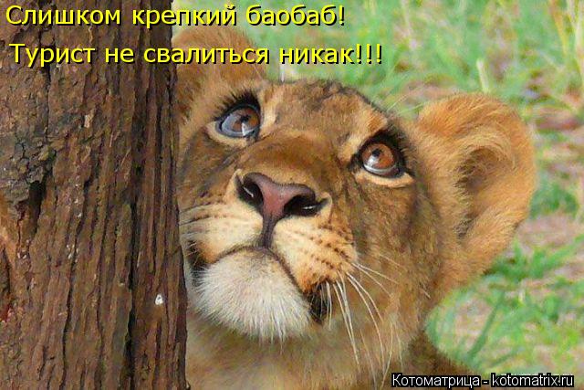 Слишком крепкий баобаб! Турист не свалиться никак!!!... Котоматрица: Слишком крепкий баобаб! Турист не свалиться никак!!!