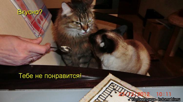 Котоматрица: Вкусно? Тебе не понравится!