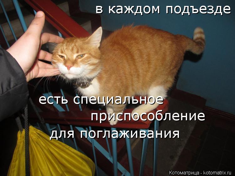 Котоматрица: в каждом подъезде есть специальное приспособление для поглаживания