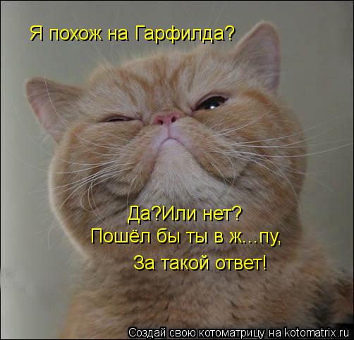 Я похож на Гарфилда? Я похож на Гарфилда? Да?Или нет? Пошёл бы ты в ж...пу, За такой ответ!... Котоматрица: Я похож на Гарфилда? Я похож на Гарфилда? Да?Или нет? Пошёл бы ты в ж...пу, За такой ответ!