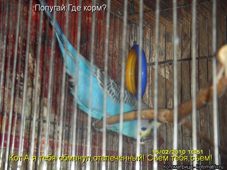 Котоматрица: Попугай:Где корм? Кот:А я тебя обманул,отвлечённый! Съем тебя,съем!