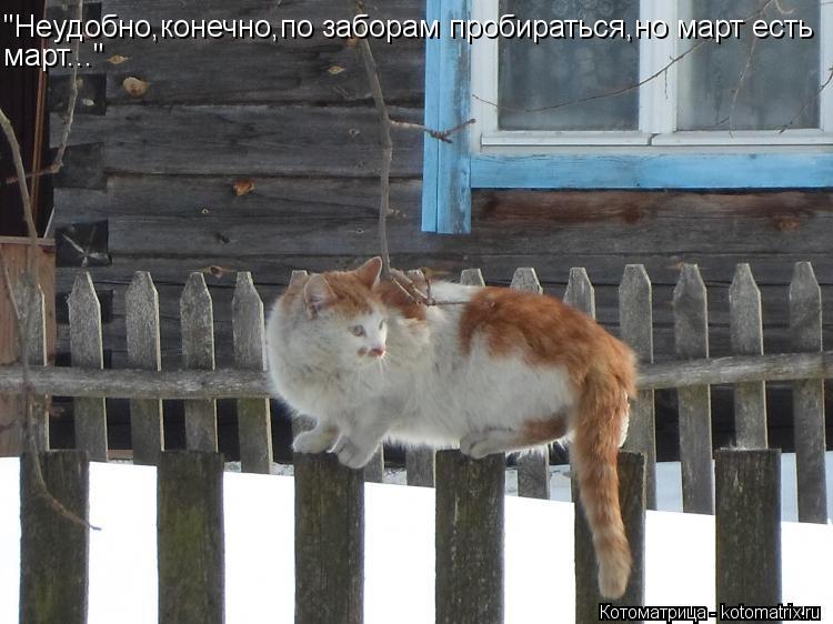 Котоматрица: "Неудобно,конечно,по заборам пробираться,но март есть март..."