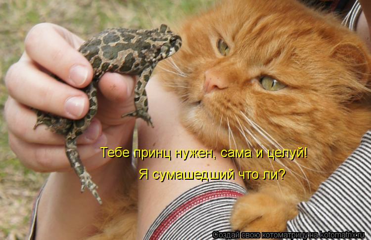 Котоматрица: Тебе принц нужен, сама и целуй! Я сумашедший что ли?