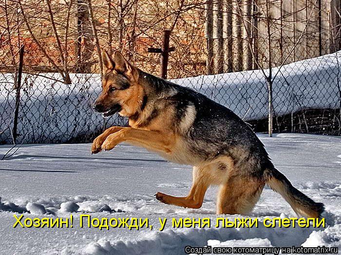 Хозяин! Подожди, у меня лыжи слетели... Котоматрица: Хозяин! Подожди, у меня лыжи слетели