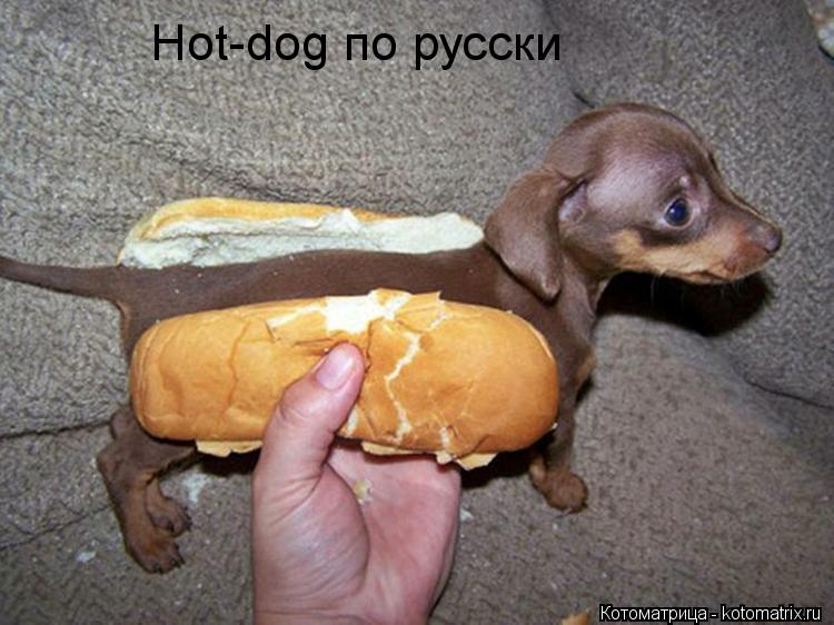 Hot-dog по русски... Котоматрица: Hot-dog по русски