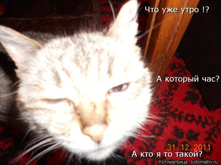 Котоматрица: Что уже утро !? А который час? А кто я то такой?