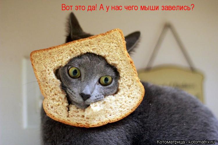 Котоматрица: Вот это да! А у нас чего мыши завелись?