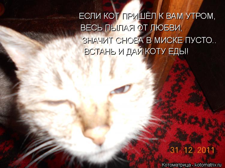 Котоматрица: ЕСЛИ КОТ ПРИШЁЛ К ВАМ УТРОМ, ВЕСЬ ПЫЛАЯ ОТ ЛЮБВИ, ЗНАЧИТ СНОВА В МИСКЕ ПУСТО.. ВСТАНЬ И ДАЙ КОТУ ЕДЫ!