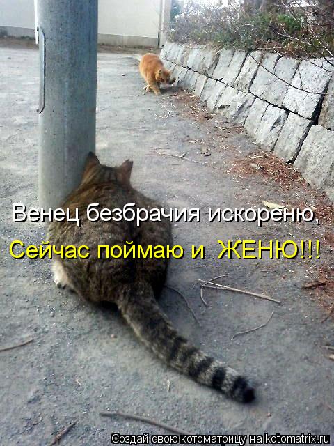 Венец безбрачия искореню, Сейчас поймаю и ЖЕНЮ!!!... Котоматрица: Венец безбрачия искореню, Сейчас поймаю и ЖЕНЮ!!!