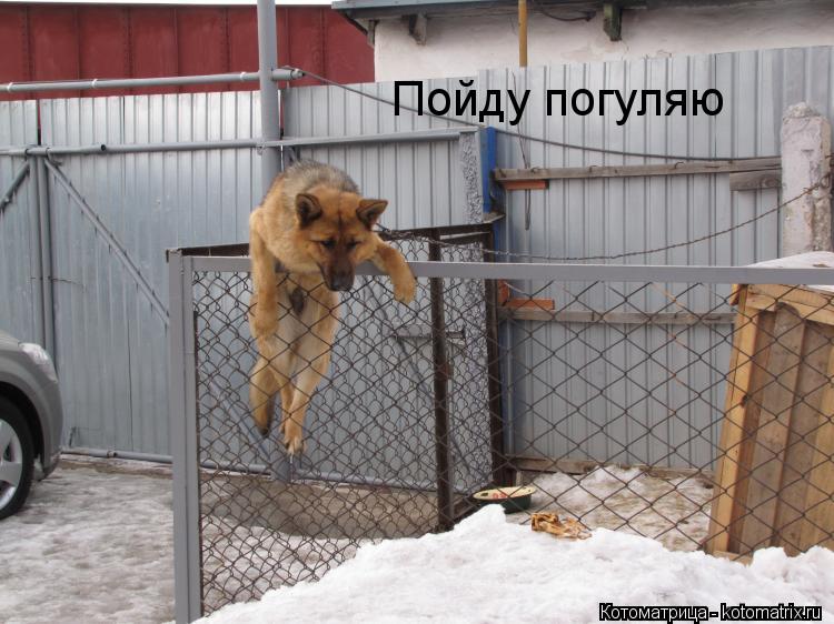 Пойду погуляю... Котоматрица: Пойду погуляю