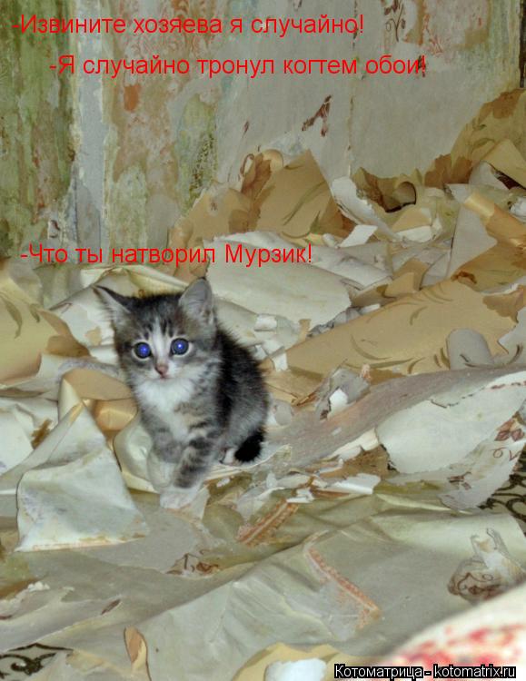 Котоматрица: -Извините хозяева я случайно! -Я случайно тронул когтем обои! -Что ты натворил Мурзик!