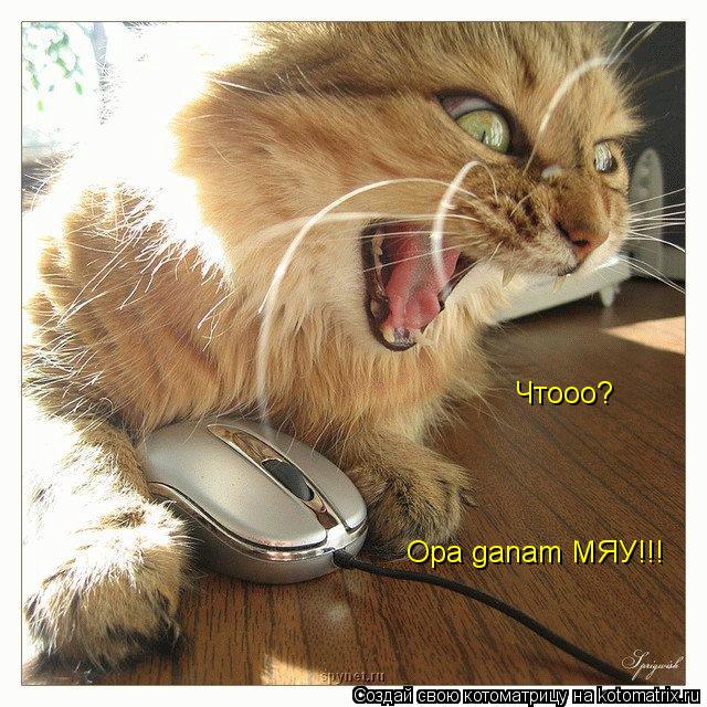 Котоматрица: Чтооо? Opa ganam МЯУ!!!