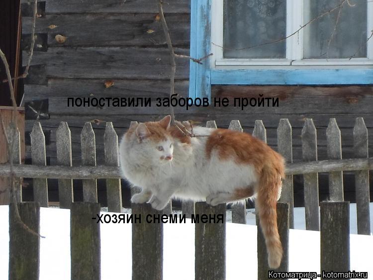 Котоматрица: поноставили заборов не пройти -хозяин снеми меня