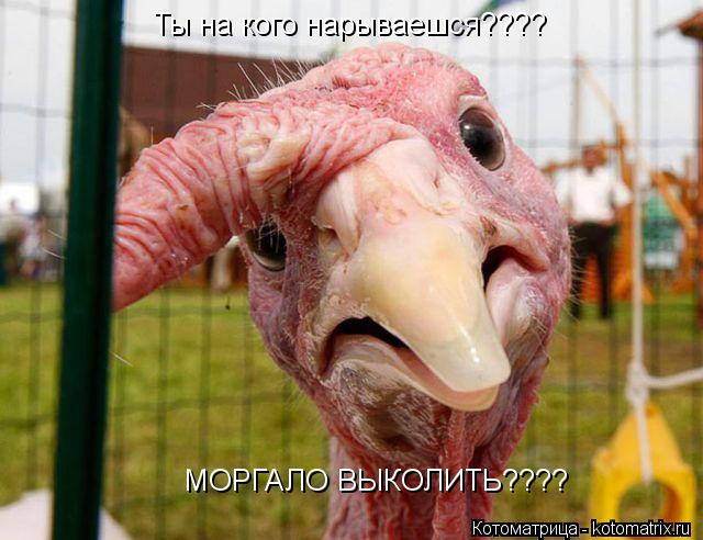 Котоматрица: МОРГАЛО ВЫКОЛИТЬ???? Ты на кого нарываешся????