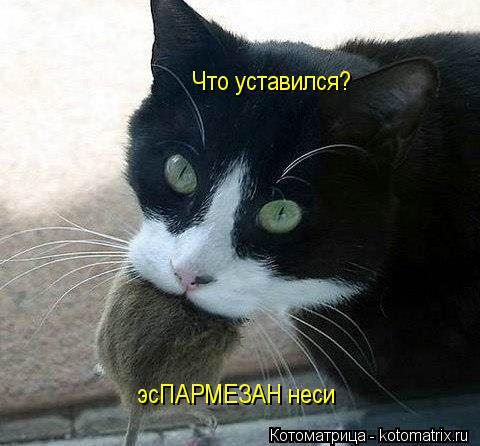 Котоматрица: Что уставился? эсПАРМЕЗАН неси