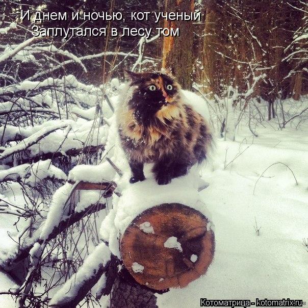 И днем и ночью, кот ученый Заплутался в лесу том... Котоматрица: И днем и ночью, кот ученый Заплутался в лесу том