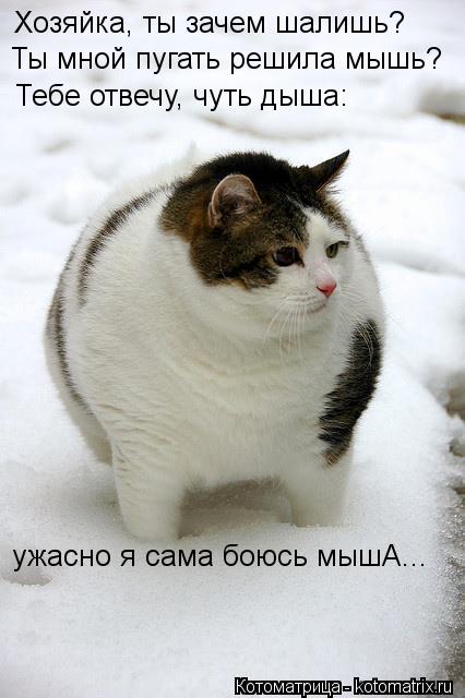 Котоматрица: Хозяйка, ты зачем шалишь? Ты мной пугать решила мышь? Тебе отвечу, чуть дыша: ужасно я сама боюсь мышА...