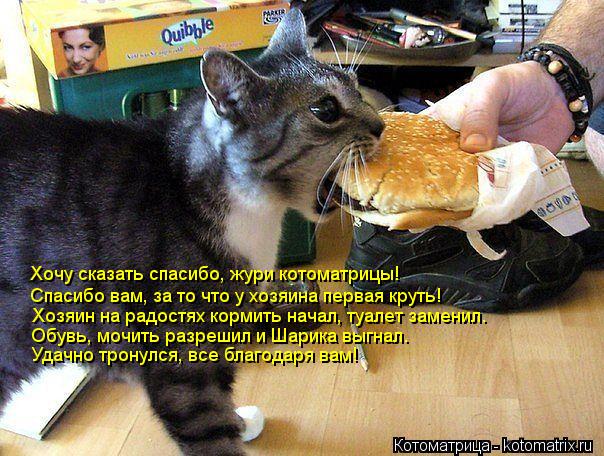 Котоматрица: Хочу сказать спасибо, жури котоматрицы! Спасибо вам, за то что у хозяина первая круть! Хозяин на радостях кормить начал, туалет заменил. Обув
