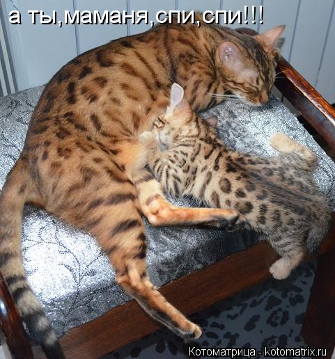 Котоматрица: а ты,маманя,спи,спи!!!