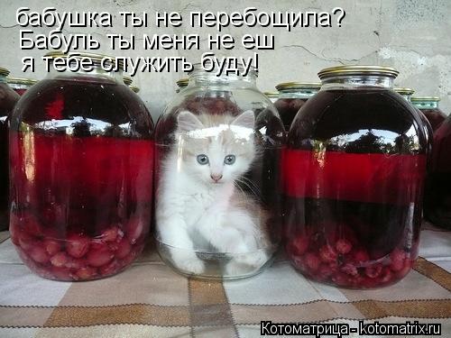 Котоматрица: бабушка ты не перебощила?  Бабуль ты меня не еш  я тебе служить буду!