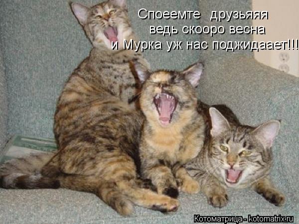 Споеемте друзьяяя ведь скооро весна и Мурка уж нас поджидаает!!!!... Котоматрица: Споеемте друзьяяя ведь скооро весна и Мурка уж нас поджидаает!!!!