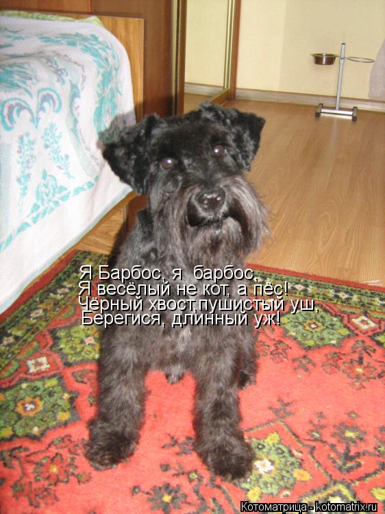 Котоматрица: Я весёлый не кот, а пёс! Я Барбос, я  барбос, Чёрный хвост,пушистый уш, Берегися, длинный уж!