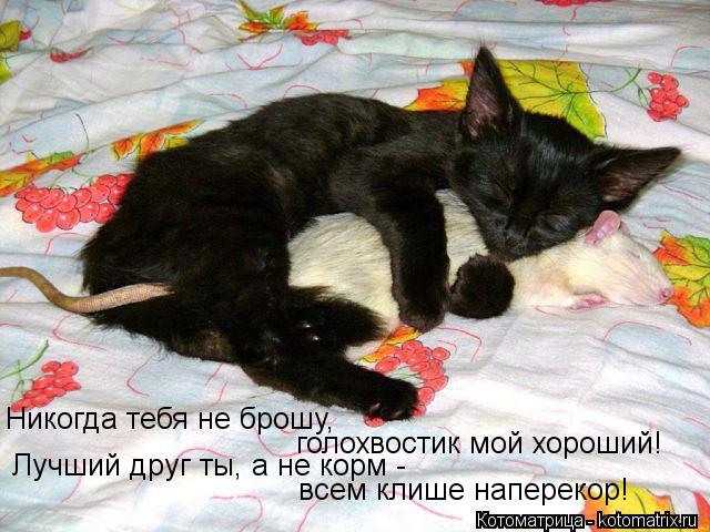 Котоматрица: Никогда тебя не брошу, голохвостик мой хороший!  Лучший друг ты, а не корм - всем клише наперекор!