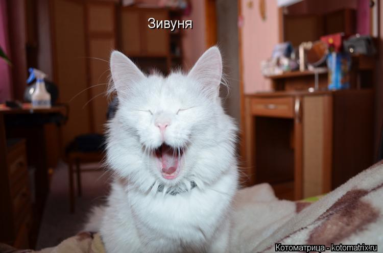 Зивуня... Котоматрица: Зивуня