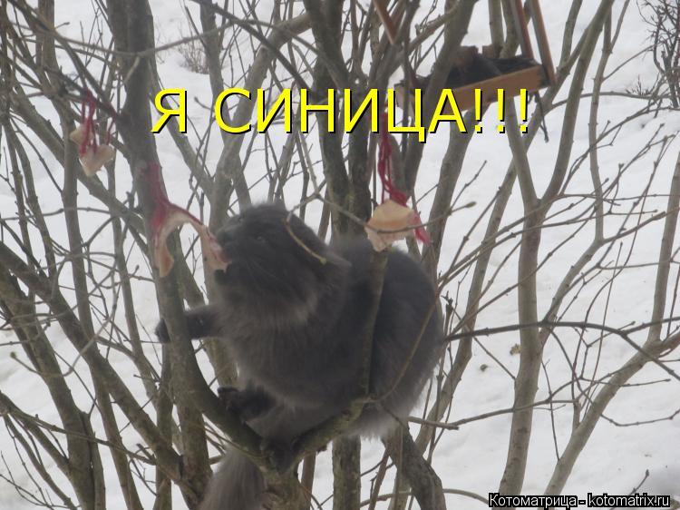 Котоматрица: Я СИНИЦА!!!