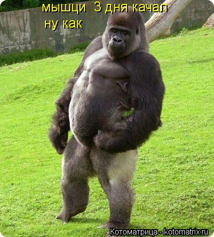 Котоматрица: мышци  3 дня качал ну как ну как
