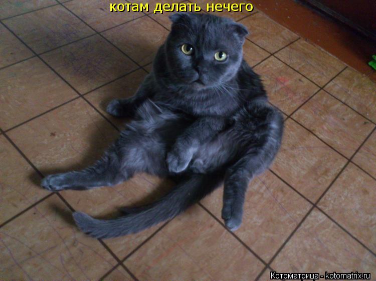 Котоматрица: котам делать нечего