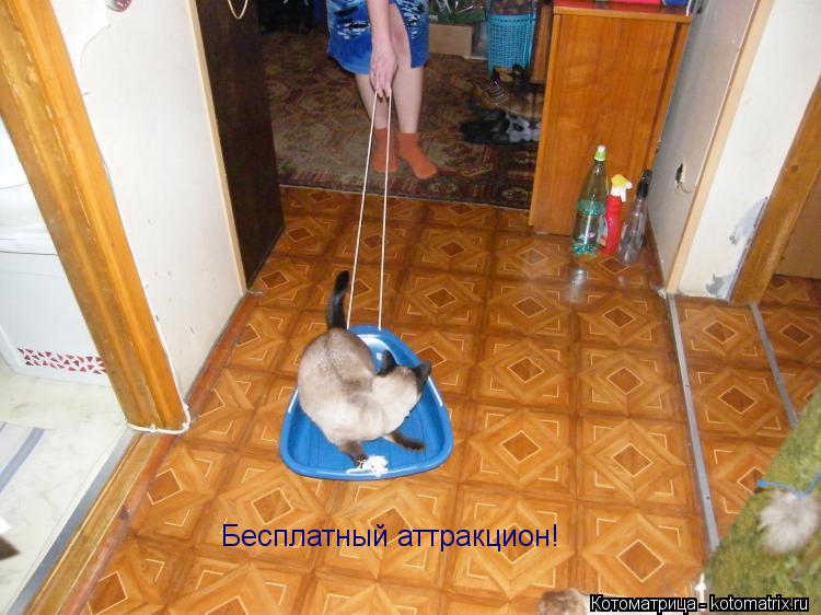 Котоматрица: Бесплатный аттракцион!
