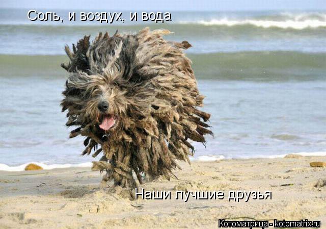 Соль, и воздух, и вода Наши лучшие друзья... Котоматрица: Соль, и воздух, и вода Наши лучшие друзья