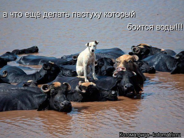 Котоматрица: а что ещё делать пастуху который  боится воды!!!
