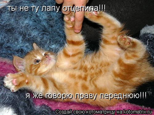 Котоматрица: ты не ту лапу отцепила!!! я же говорю праву переднюю!!!