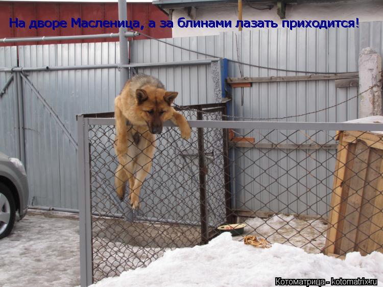 На дворе Масленица, а за блинами лазать приходится! На дворе Масленица, а за блинами лазать приходитс... Котоматрица: На дворе Масленица, а за блинами лазать приходится! На дворе Масленица, а за блинами лазать приходится!