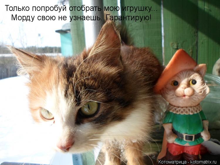 Котоматрица: Только попробуй отобрать мою игрушку... Морду свою не узнаешь. Гарантирую!